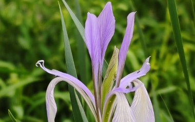 马兰花吉他谱_大痒痒_C调原版弹唱谱