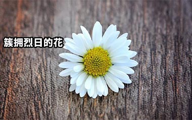 簇拥烈日的花吉他谱_迟里乌布_C调原版弹唱谱