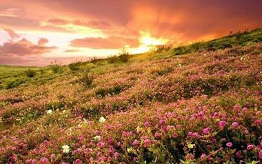 花海吉他谱_周杰伦_G调指法原版编配_花海弹唱六线谱