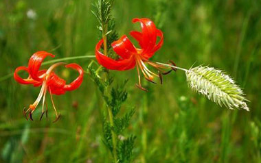 火红的萨日朗吉他谱_要不要买菜_C调原版