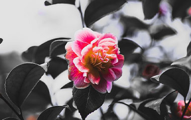 山茶花读不懂白玫瑰吉他谱_LIL笑笑_G调弹唱谱