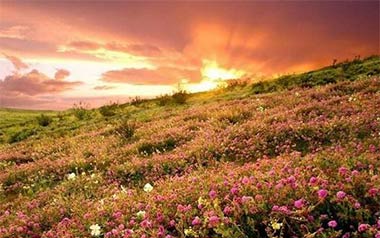 花海吉他谱_周杰伦_G调原版弹唱谱