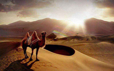 沙漠骆驼吉他谱_展展与罗罗_C调原版弹唱谱