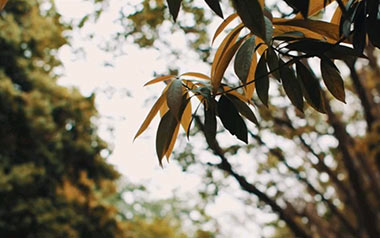 山楂树之恋吉他谱_大能人/程佳佳_G调原版