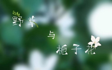 野草与栀子花吉他谱_林三七_C调原版弹唱谱