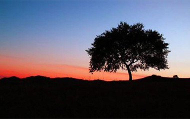 山楂树之恋吉他谱_大能人_C调指法原版弹唱谱