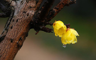 你说吉他谱_枯木逢春_C调原版指法弹唱谱